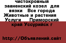 чистокровный зааненский козел  для вязки - Все города Животные и растения » Услуги   . Приморский край,Уссурийск г.